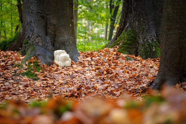 Lion's Mane mushroom in the forest - is Lion's Mane legal UK?