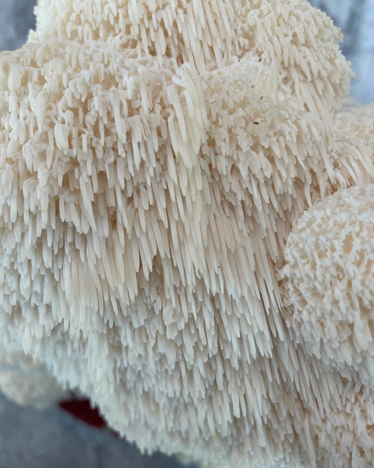 Lion's Mane Mushroom Vs Bear Tooth Mushroom