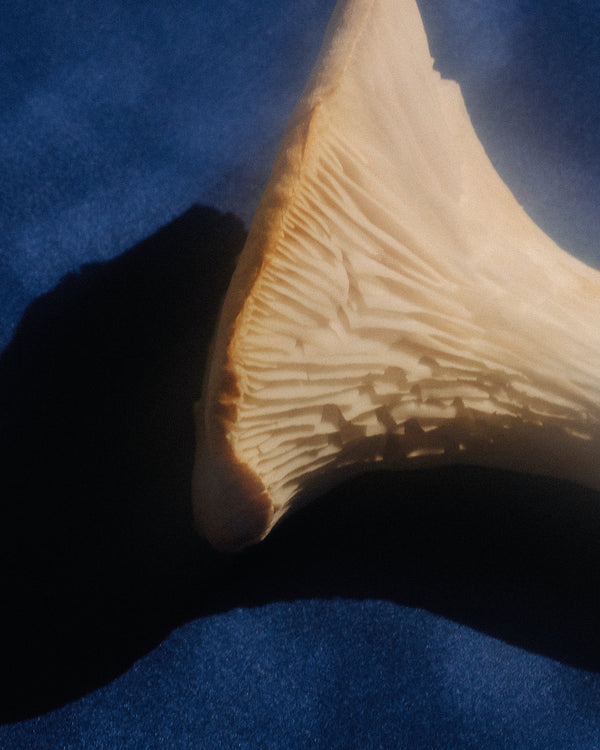 Read our guide to The Pure Power of The Mushroom Network