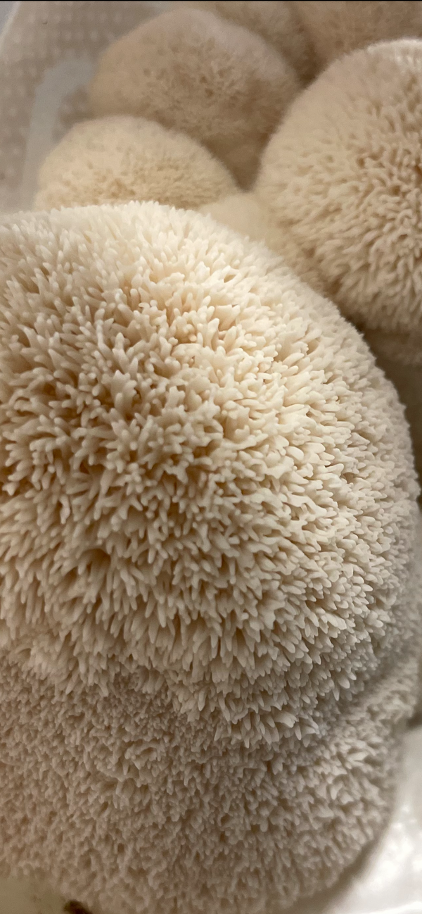 Cooking With Lion’s Mane Mushrooms