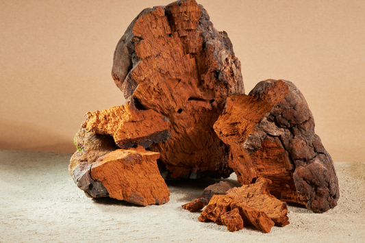 The Benefits of Lion's Mane and Chaga 