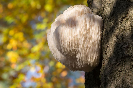 Does Lion's Mane Work?