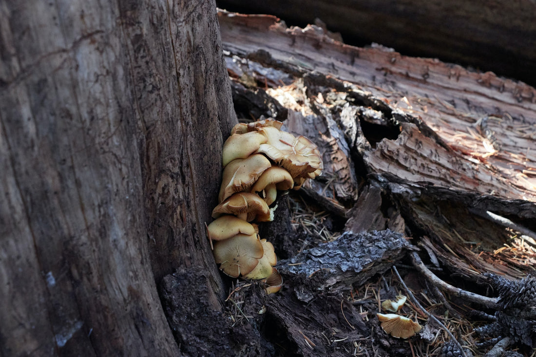 Understanding Mushroom Substrates 101