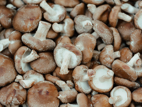 Top 10 Medicinal Mushrooms To Optimise Your Health
