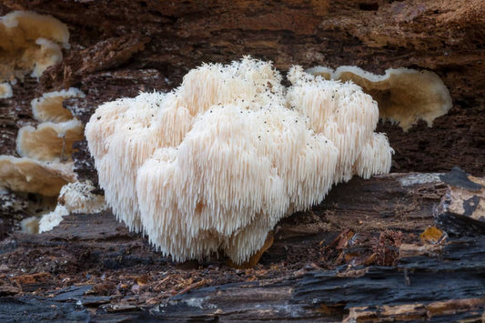 Lion’s Mane vs Cordyceps Mushrooms