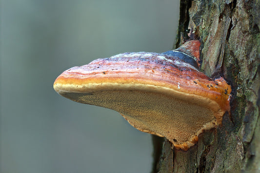 Can Reishi Mushrooms Help with Fatigue?