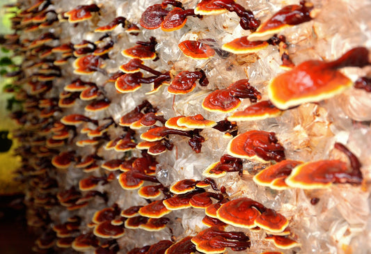 The Ultimate Guide to Reishi Mushrooms